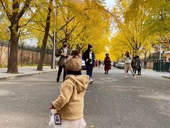 -三里屯东五街银杏大道