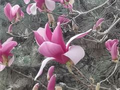 -大兴滨河森林公园