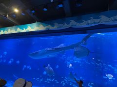 -烟台海昌鲸鲨海洋公园