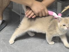 -半岛宠物医院24小时(西派城店)