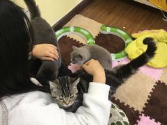 -三花喵·撸猫购宠·宠物生活馆(虹桥南丰城店)