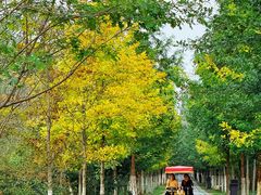 -合肥滨湖国家森林公园