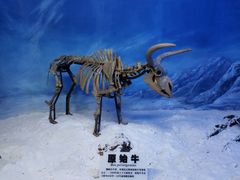-吉林省自然博物馆