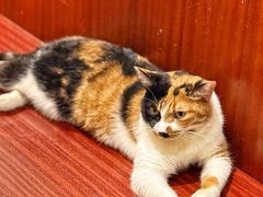 大堂-洪齐林老镇