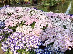 -合肥滨湖国家森林公园