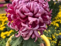 -小榄公饭店·岭南庭院餐厅(民安北路店)