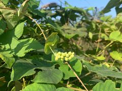 -青龙山国家森林公园