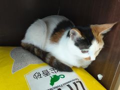 -瑞派·关忠动物医院·异宠专科·犬猫肿瘤·皮肤专科(望京店)