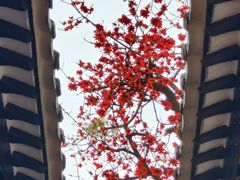-广东花都湖国家湿地公园