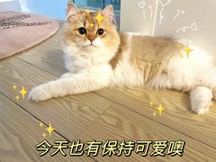 -momokira米努特·德文卷毛猫·棉花面纱犬