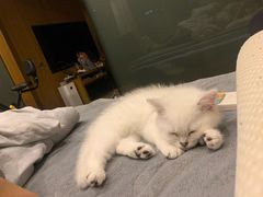 -lincat·猫舍(广州店)
