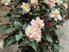 -芙蓉堂(武汉天地店)
