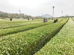 -雪绿茶博物馆