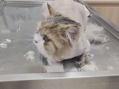 -宠福鑫康馨动物医院·骨科·眼科