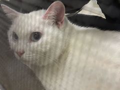 -凯特喵百思猫专科医院