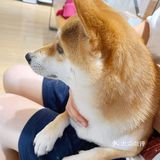 柴府|爱狗人士狂喜ʕ •ᴥ•ʔ
