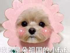 -读宠于你·约克夏比熊·睫角守宫·爬宠售卖(高新店)