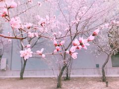 -吉林大学(前卫南区)