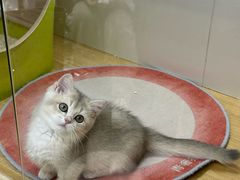 -青奢宠物·青奢猫舍