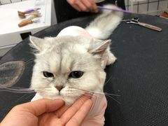 -熊小胖宠物生活馆(天华园店)