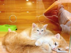 -猫十亿·布偶金渐层·曼基康矮脚猫舍(青年路店)