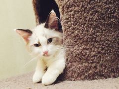 -猫色咖啡·猫咖