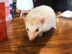 -藦茜花园宠物主题亲子互动体验馆(国顺东路店)