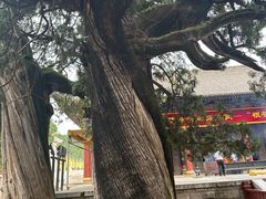 -黄帝陵