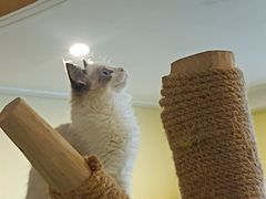 -喜柴咖啡·柴犬狗咖