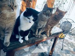 -喵屿·大理花园猫咖