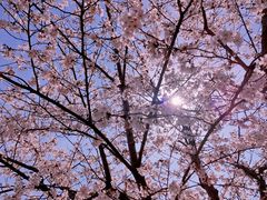 -高东镇樱花园
