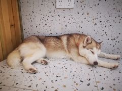 -Husky Go!哈士奇体验馆·宠物咖啡厅狗咖