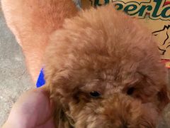 -半坡九号老挝冰咖啡