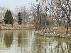 -盐城丹顶鹤湿地生态旅游区