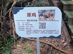 -海南霸王岭国家森林公园