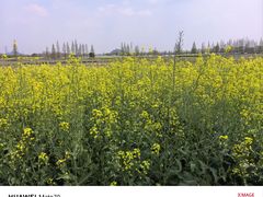 -上海佘山国家森林公园天马山园