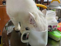 -lincat·猫舍(广州店)