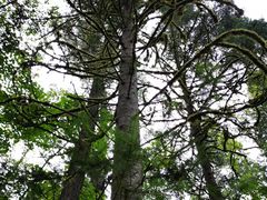 -五营红松林海景区