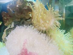 -太平洋海底世界