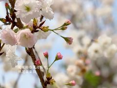 -天适樱花悠乐园