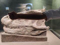 -自贡恐龙博物馆