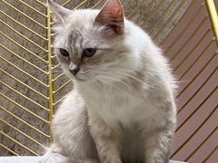 -藏猫猫咖啡主题馆(中央大道店)