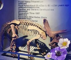 -恐龙探索乐园(磁器口店)