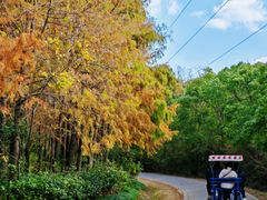 -上海海湾国家森林公园