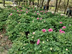 -洛阳市隋唐城遗址植物园