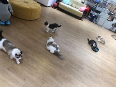 -1013 PET SHOP精品宠物商店(丁香店)