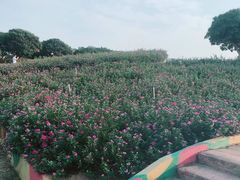 -松山湖梦幻百花洲