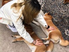 -柴犬高等学院·狗咖·柴犬售卖·宠物训练