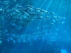 -海棠湾洲际-涛·海底餐厅·美人鱼·自助餐·海底隧道