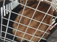 -四月宠物医院·猫专科·心脏专科·内科(转塘店)